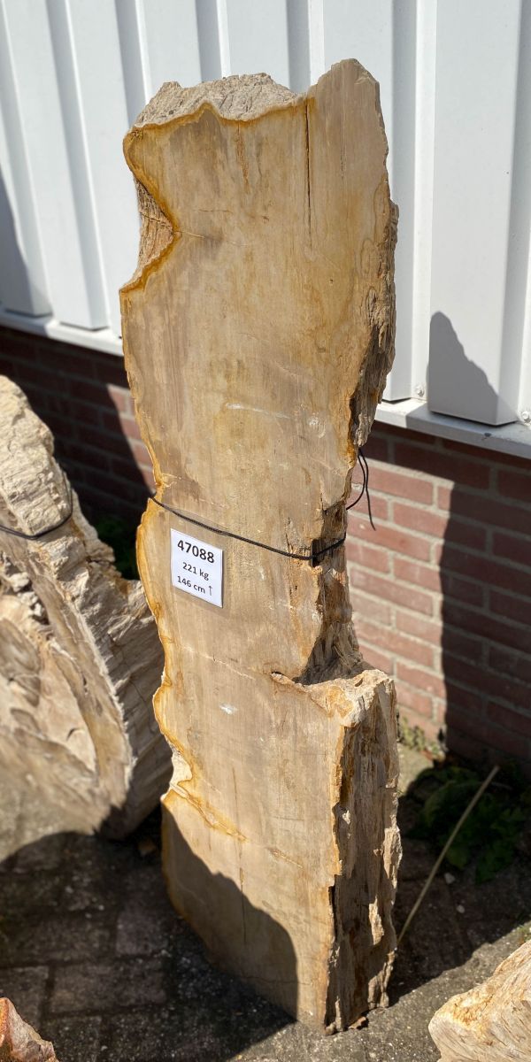 Lápida madera petrificada 47088