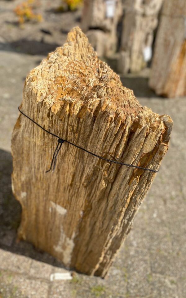 Lápida madera petrificada 47099
