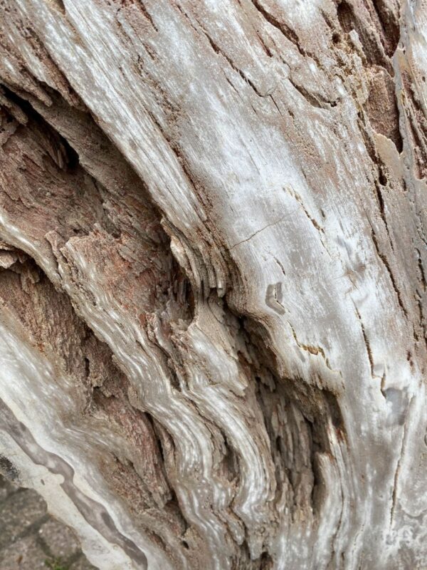 Lápida madera petrificada 47108