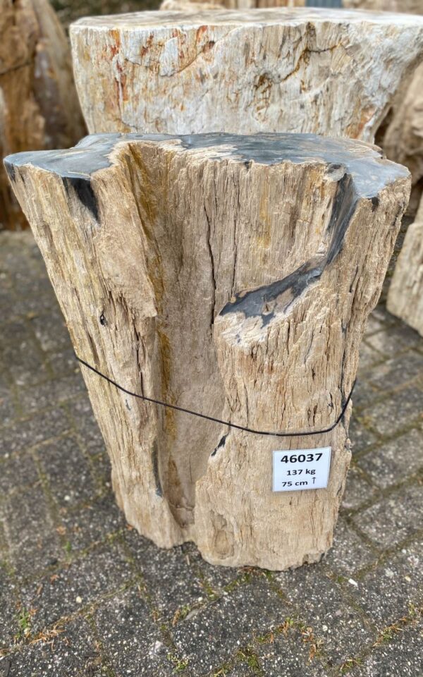 Memorial stone petrified wood 46037