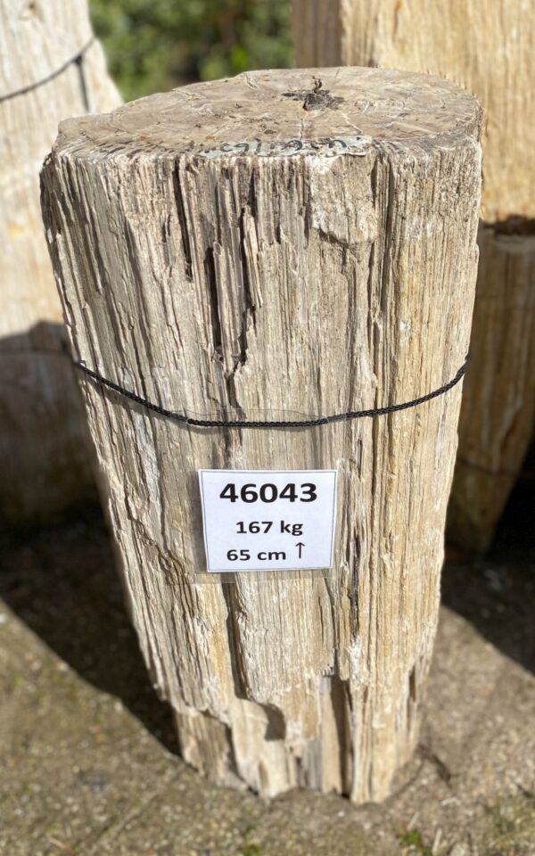 Memorial stone petrified wood 46043