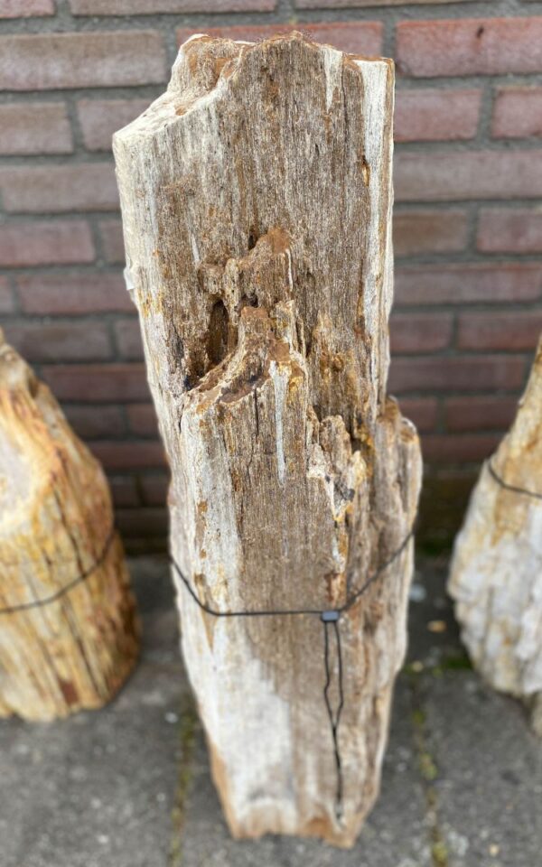 Memorial stone petrified wood 46046