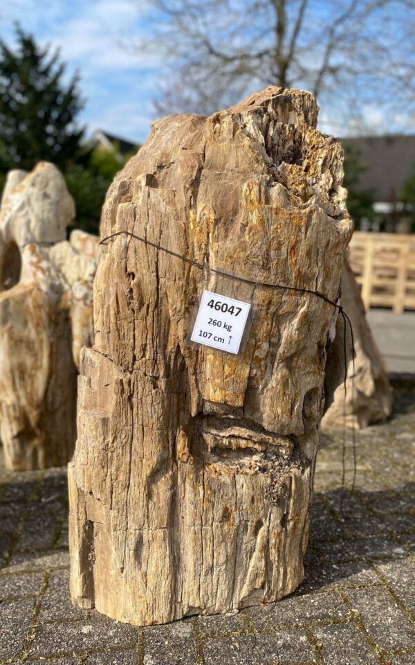 Memorial stone petrified wood 46047