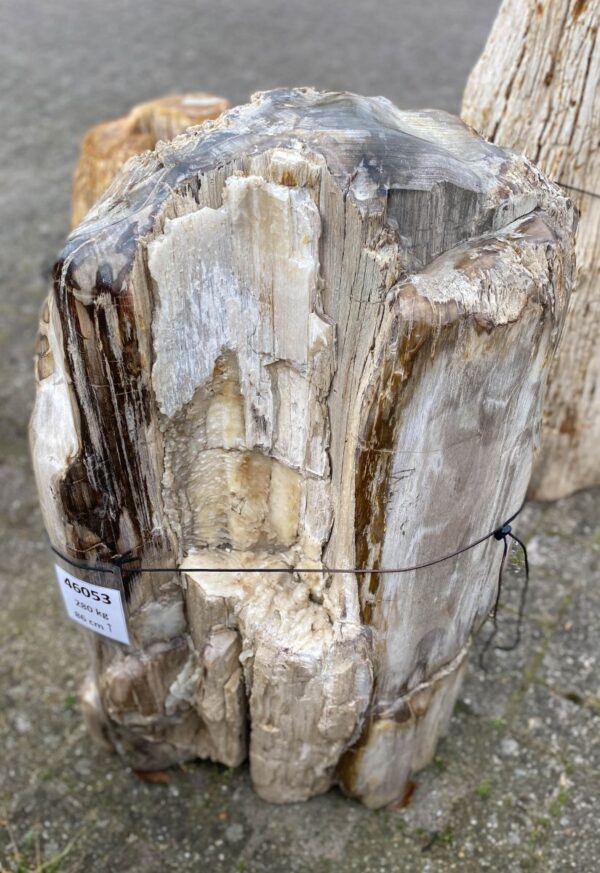 Memorial stone petrified wood 46053