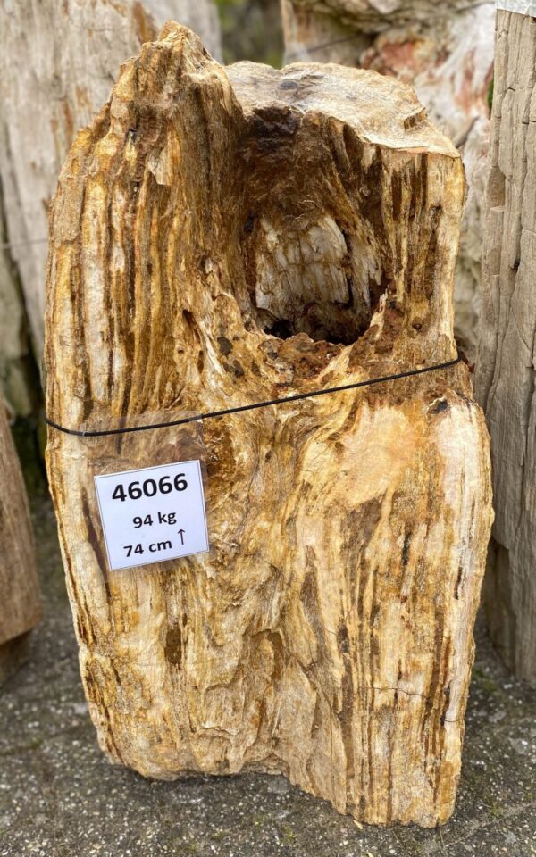Memorial stone petrified wood 46066