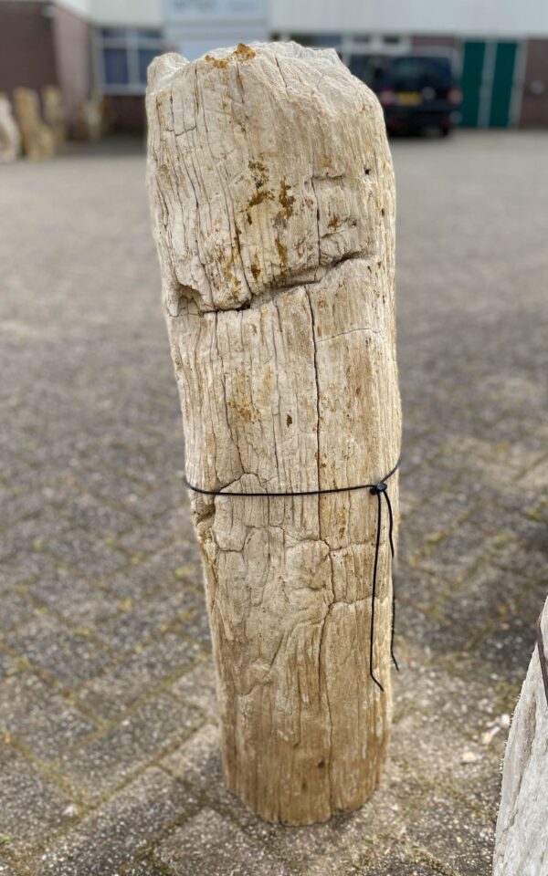 Memorial stone petrified wood 46069
