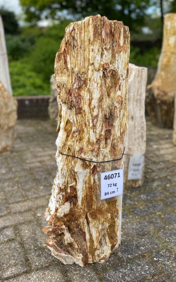 Memorial stone petrified wood 46071