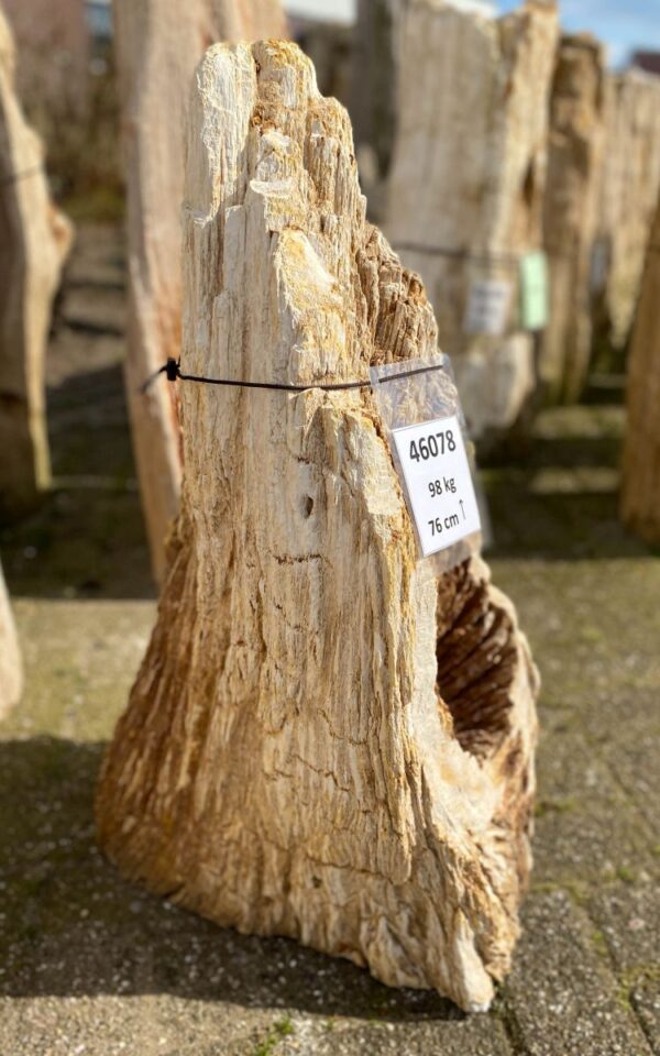 Memorial stone petrified wood 46078