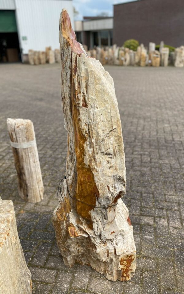 Memorial stone petrified wood 46082
