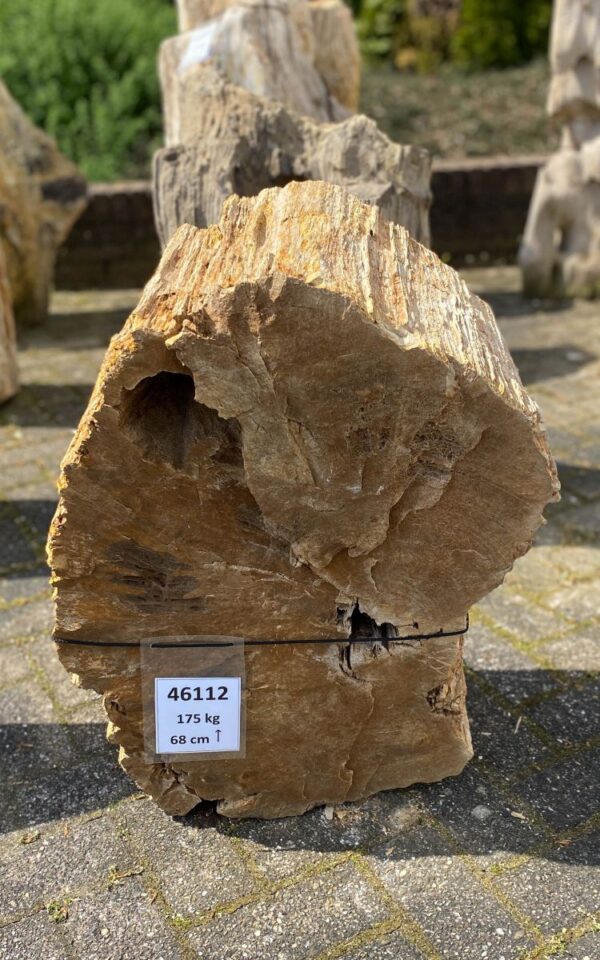 Memorial stone petrified wood 46112