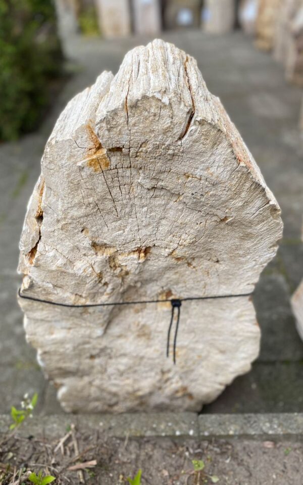 Memorial stone petrified wood 46115