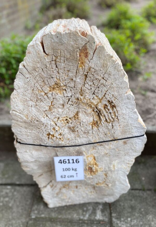 Memorial stone petrified wood 46116