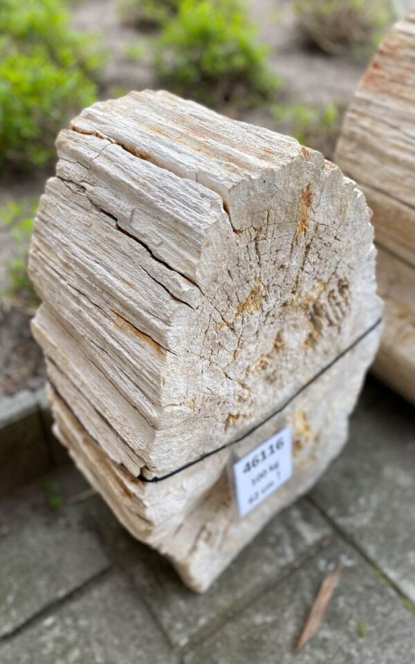 Memorial stone petrified wood 46116