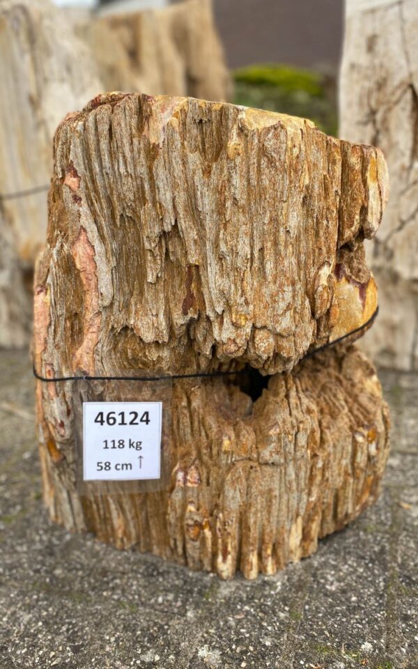 Memorial stone petrified wood 46124