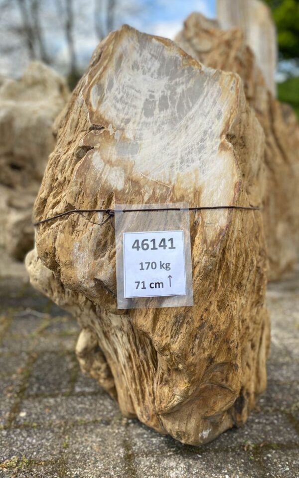 Memorial stone petrified wood 46141