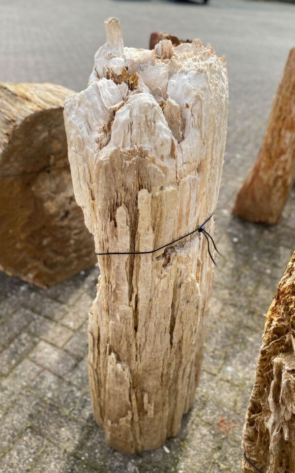 Memorial stone petrified wood 47065