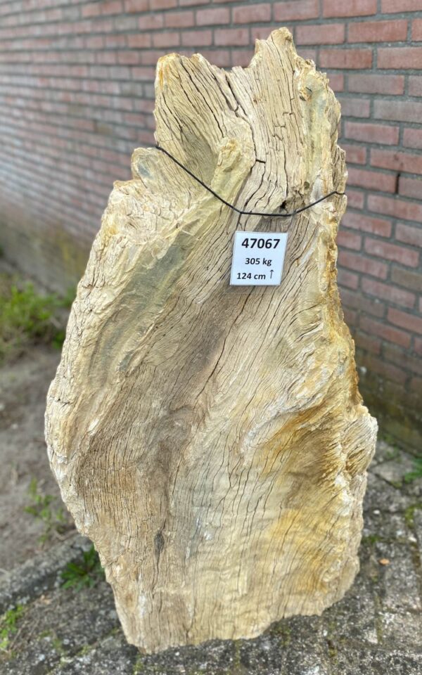 Memorial stone petrified wood 47067