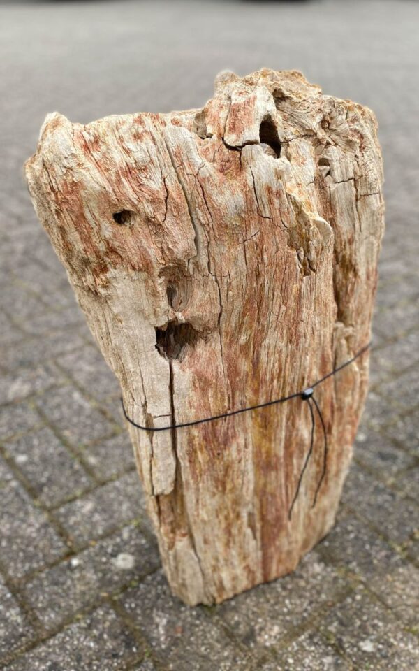 Memorial stone petrified wood 47075