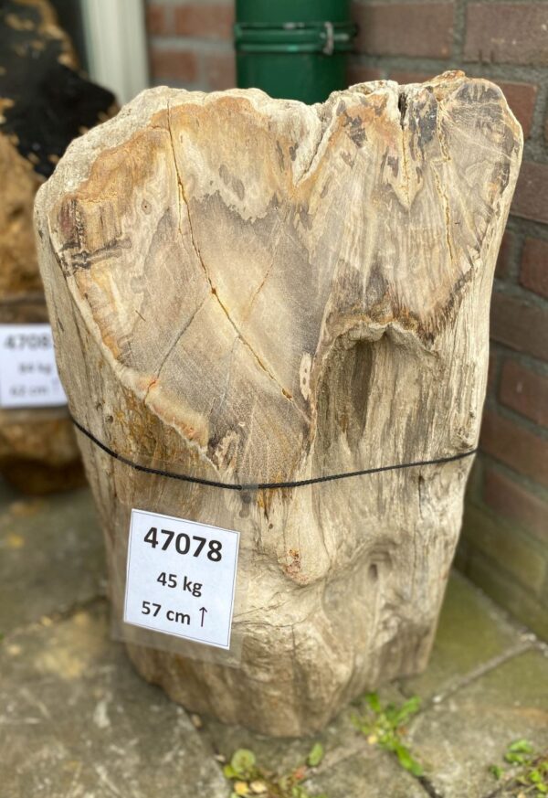 Memorial stone petrified wood 47078