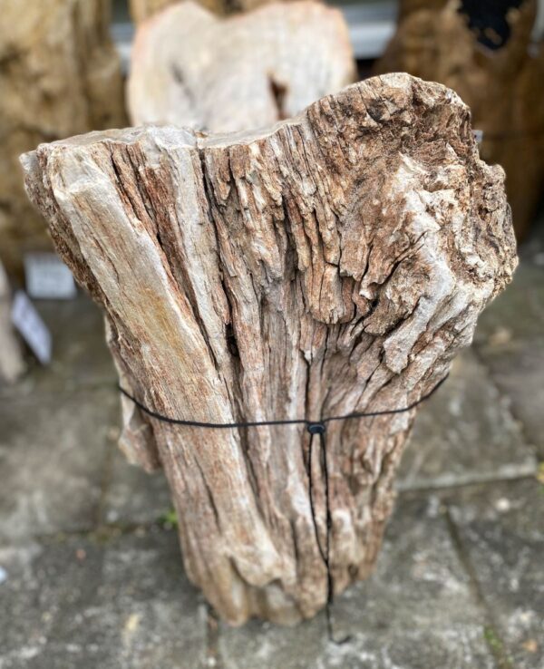 Memorial stone petrified wood 47083