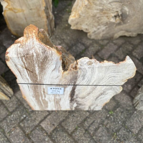 Memorial stone petrified wood 47094