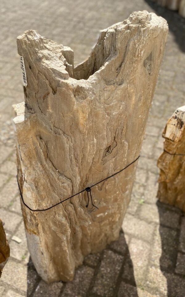 Memorial stone petrified wood 47109