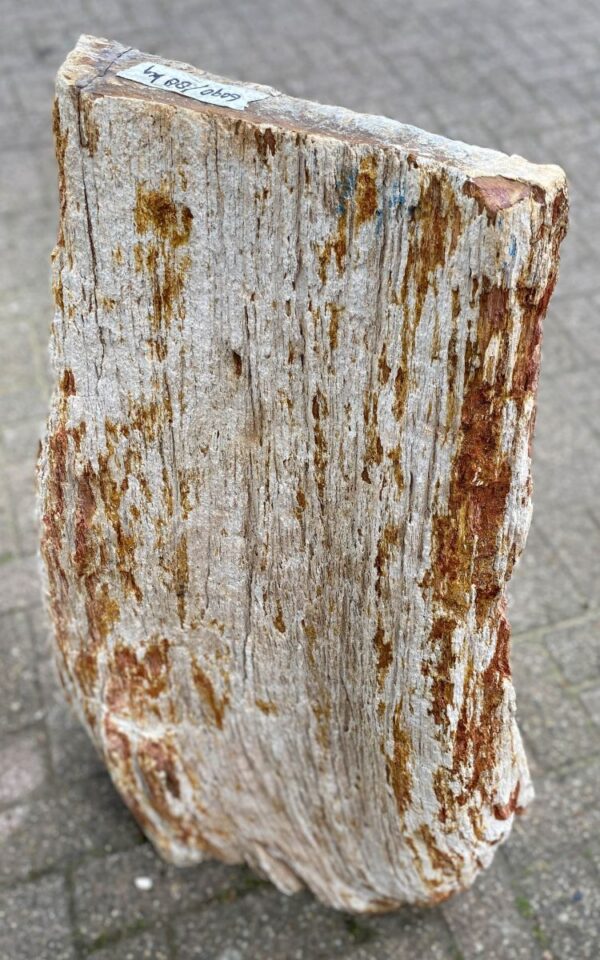 Memorial stone petrified wood 47112