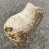 Pierre tombale bois pétrifié 46083