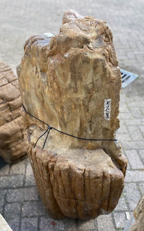 Pierre tombale bois pétrifié 47104