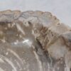 Waschbecke versteinertes Holz 48322