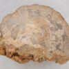 Beistelltisch versteinertes Holz 48003