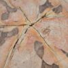 Beistelltisch versteinertes Holz 48011