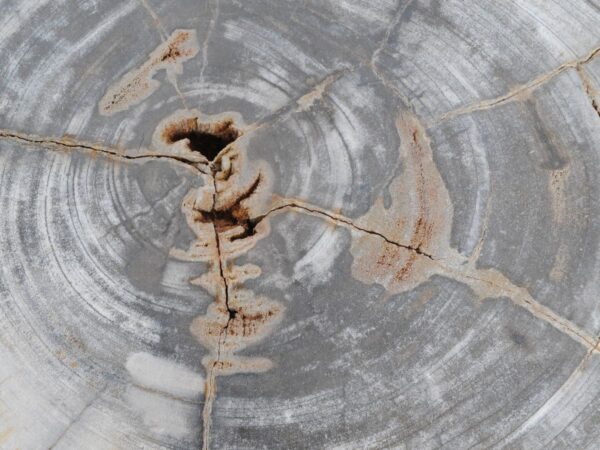 Beistelltisch versteinertes Holz 48045