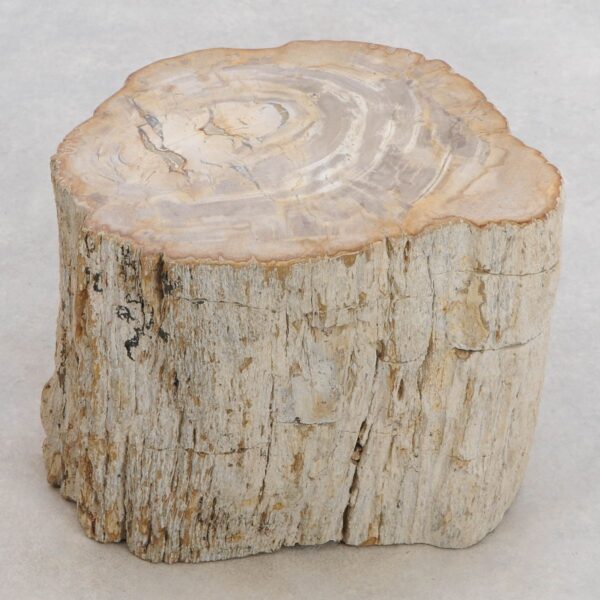 Beistelltisch versteinertes Holz 48113