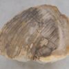 Bijzettafel versteend hout 48013