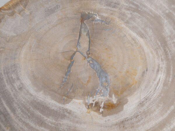 Grafsteen versteend hout 48034