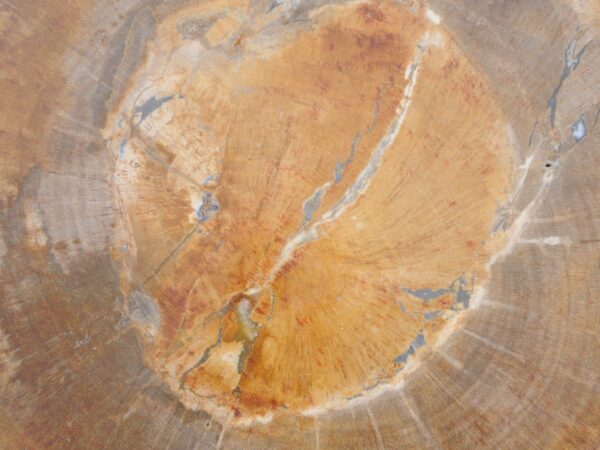 Bijzettafel versteend hout 48046