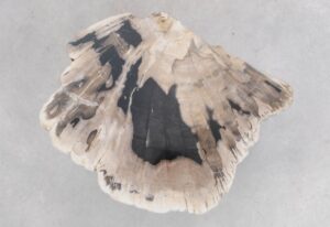 Coffee table petrified wood 48133