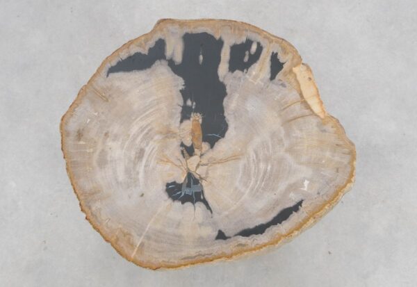Coffee table petrified wood 48156