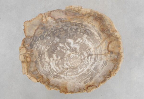 Coffee table petrified wood 48163