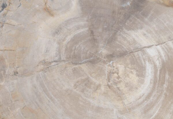 Coffee table petrified wood 48174