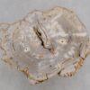 Coffee table petrified wood 48178
