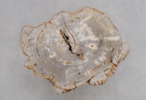 Coffee table petrified wood 48178