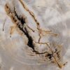 Coffee table petrified wood 48178