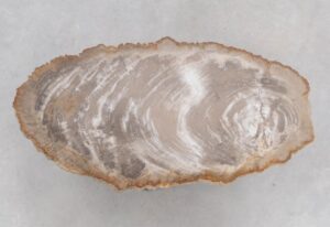 Coffee table petrified wood 48201