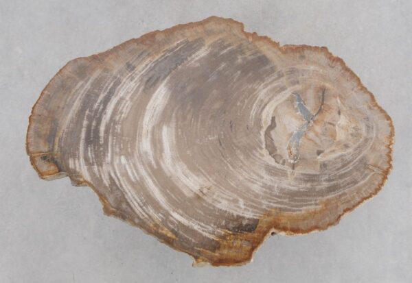 Coffee table petrified wood 48202