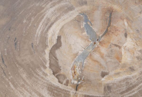 Coffee table petrified wood 48202