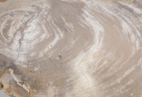 Coffee table petrified wood 48204