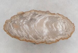 Coffee table petrified wood 48206