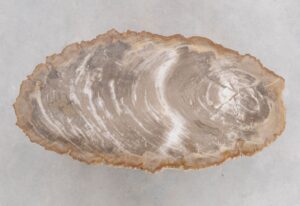 Coffee table petrified wood 48207